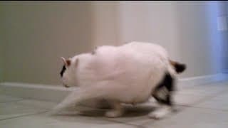 Fat cat runs